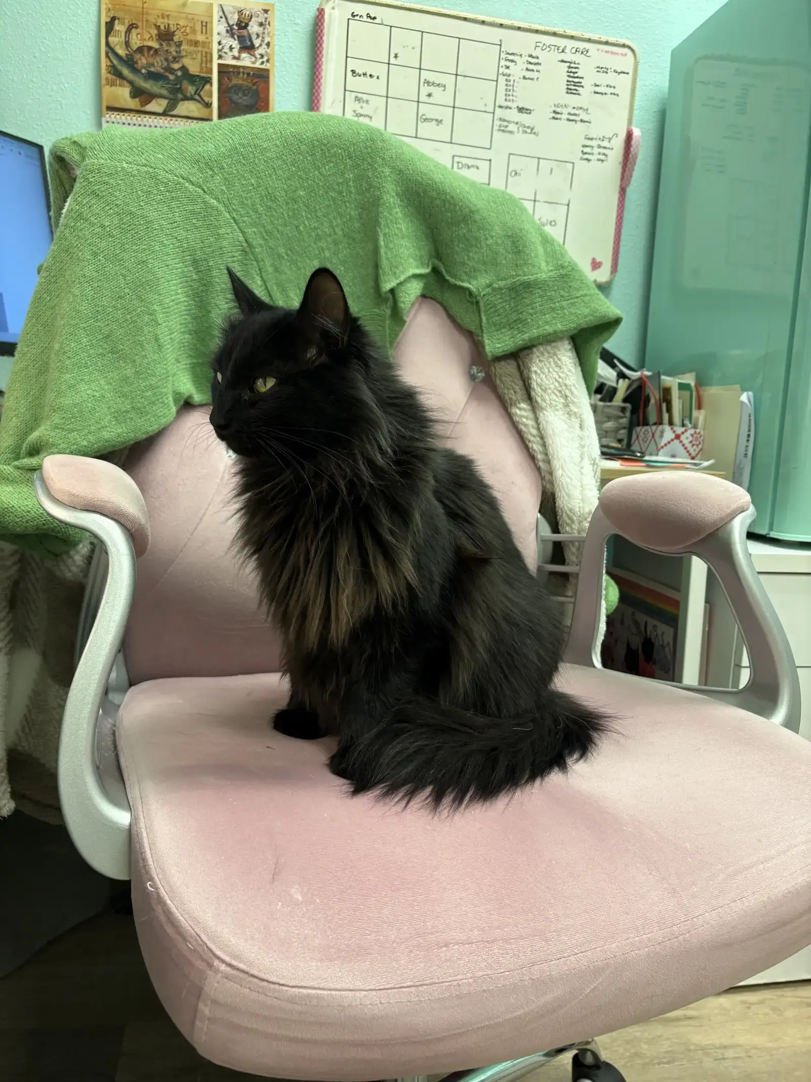 Cat getting groomed
