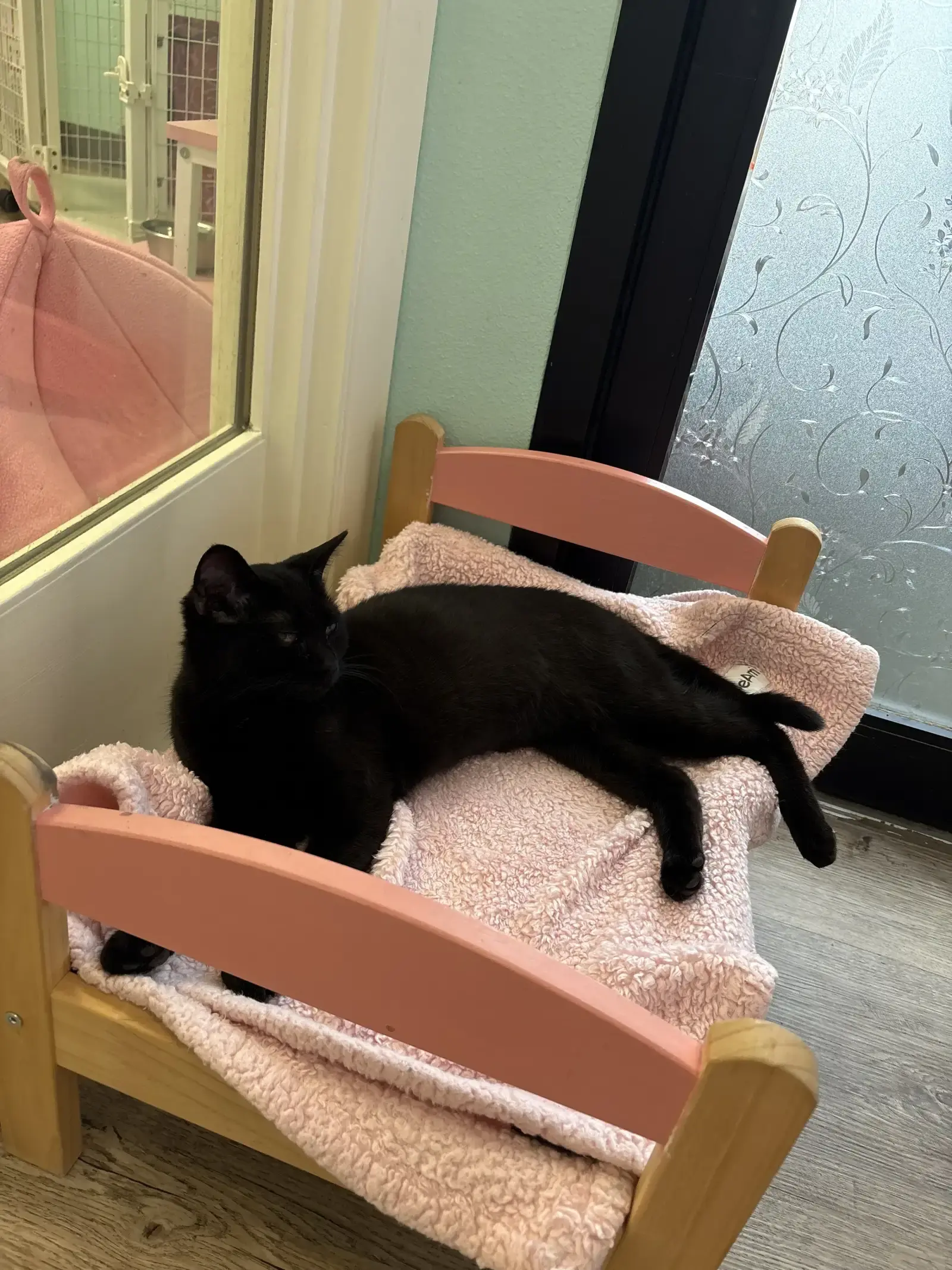 Cat in boarding suite